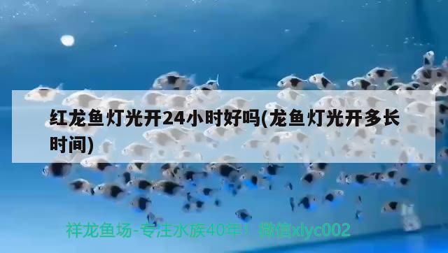紅龍魚燈光開24小時好嗎(龍魚燈光開多長時間) 紅龍魚燈光開24小時好嗎(龍魚燈光開多長時間) 觀賞魚百科