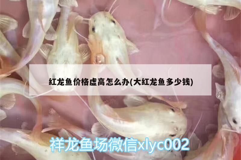 紅龍魚價格虛高怎么辦(大紅龍魚多少錢) 紅龍魚價格虛高怎么辦(大紅龍魚多少錢) 觀賞魚百科 第1張