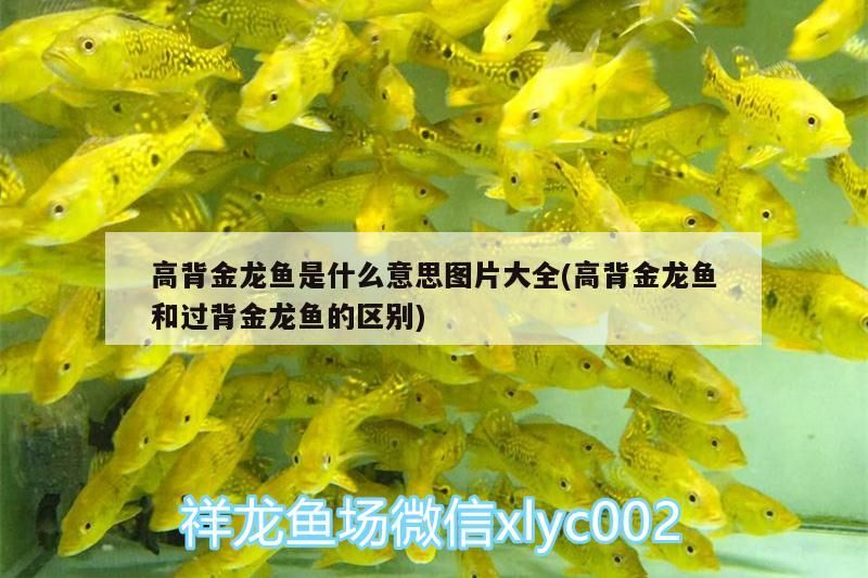 紅龍魚價格虛高怎么辦(大紅龍魚多少錢) 紅龍魚價格虛高怎么辦(大紅龍魚多少錢) 觀賞魚百科 第2張