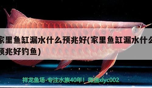 家里魚缸漏水什么預兆好(家里魚缸漏水什么預兆好釣魚)