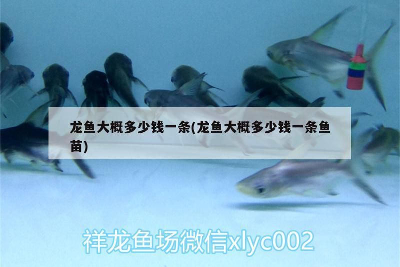 龍魚大概多少錢一條(龍魚大概多少錢一條魚苗) 龍魚大概多少錢一條(龍魚大概多少錢一條魚苗) 觀賞魚百科