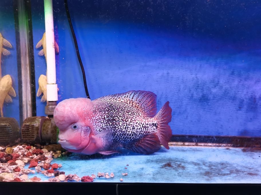 養色中