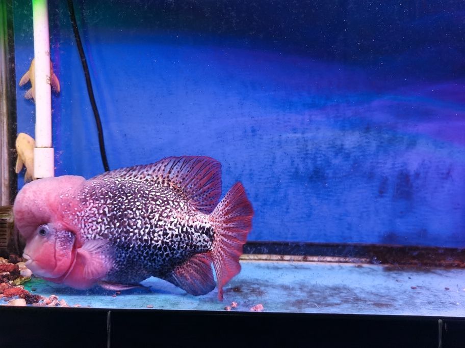養色中 養色中 龍魚論壇 第4張