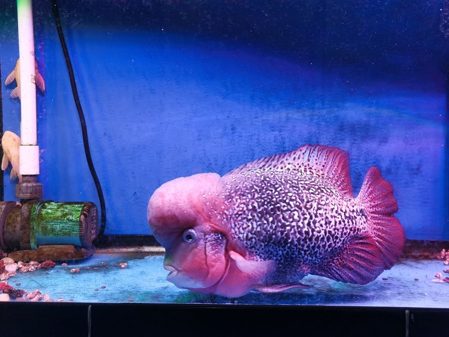 養色中 養色中 龍魚論壇 第5張