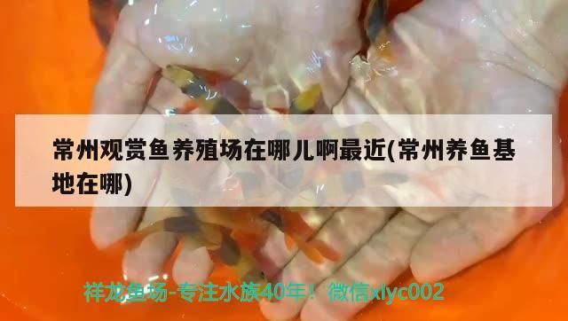 常州觀賞魚養殖場在哪兒啊最近(常州養魚在哪)