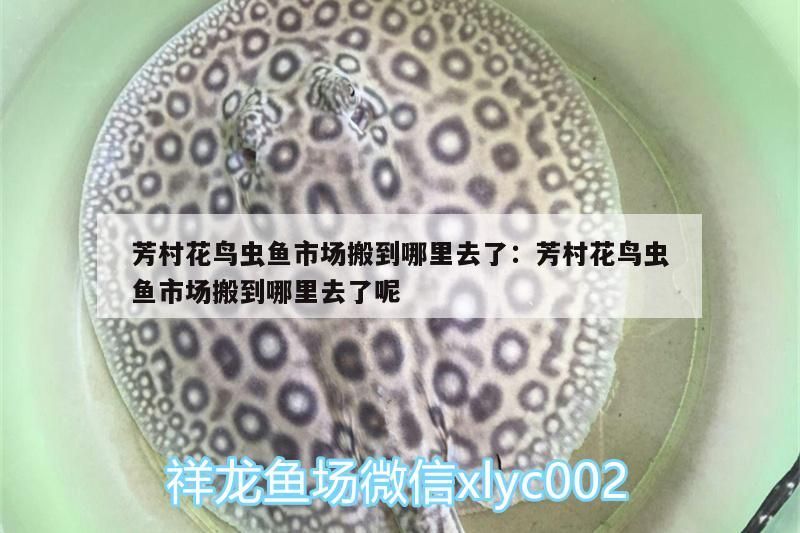 鸚鵡魚和銀龍魚混養怎樣喂食 芳村花鳥蟲魚市場搬到哪里去了:芳村花鳥蟲魚市場搬到哪里去了呢 觀賞魚百科 芳村花鳥蟲魚市場搬到哪里去了:芳村花鳥蟲魚市場搬到哪里去了呢 芳村花鳥蟲魚市場搬到哪里去了:芳村花鳥蟲魚市場搬到哪里去了呢 觀賞魚百科