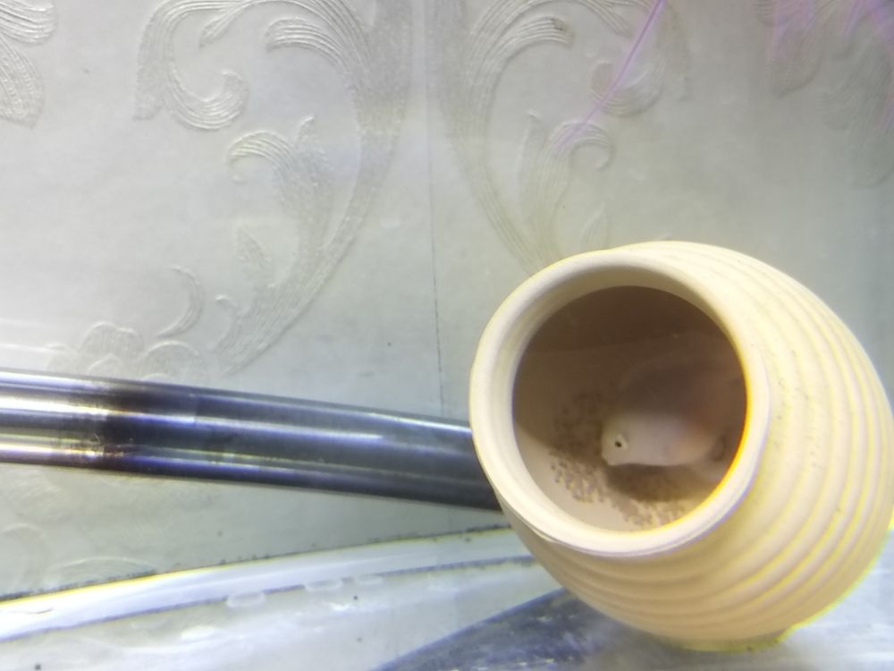 迷你鸚鵡配對成功 迷你鸚鵡配對成功 龍魚論壇 第2張