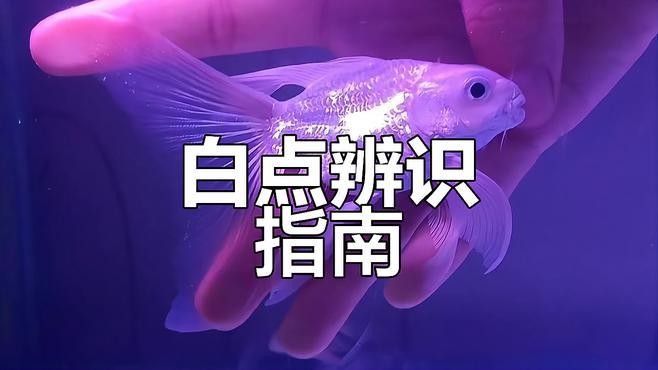 蝴蝶鯉百科疾病