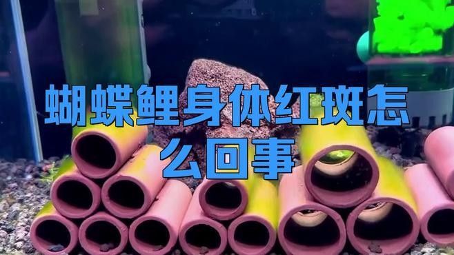 蝴蝶鯉百科疾病