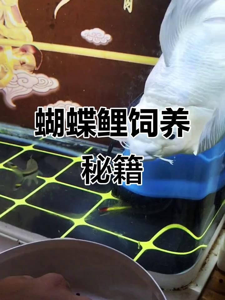 蝴蝶鯉百科疾病