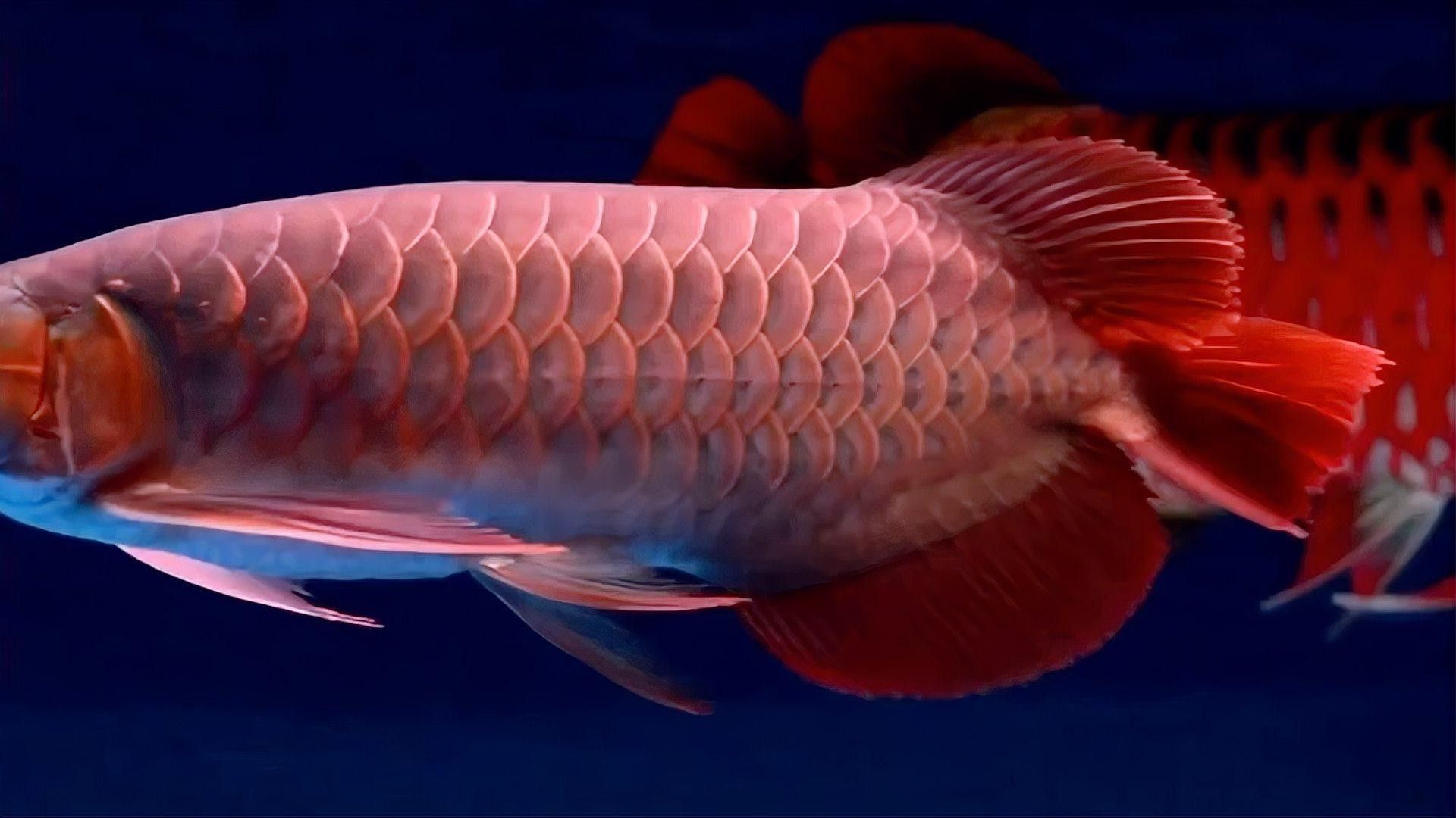 觀賞龍魚(yú)價(jià)格