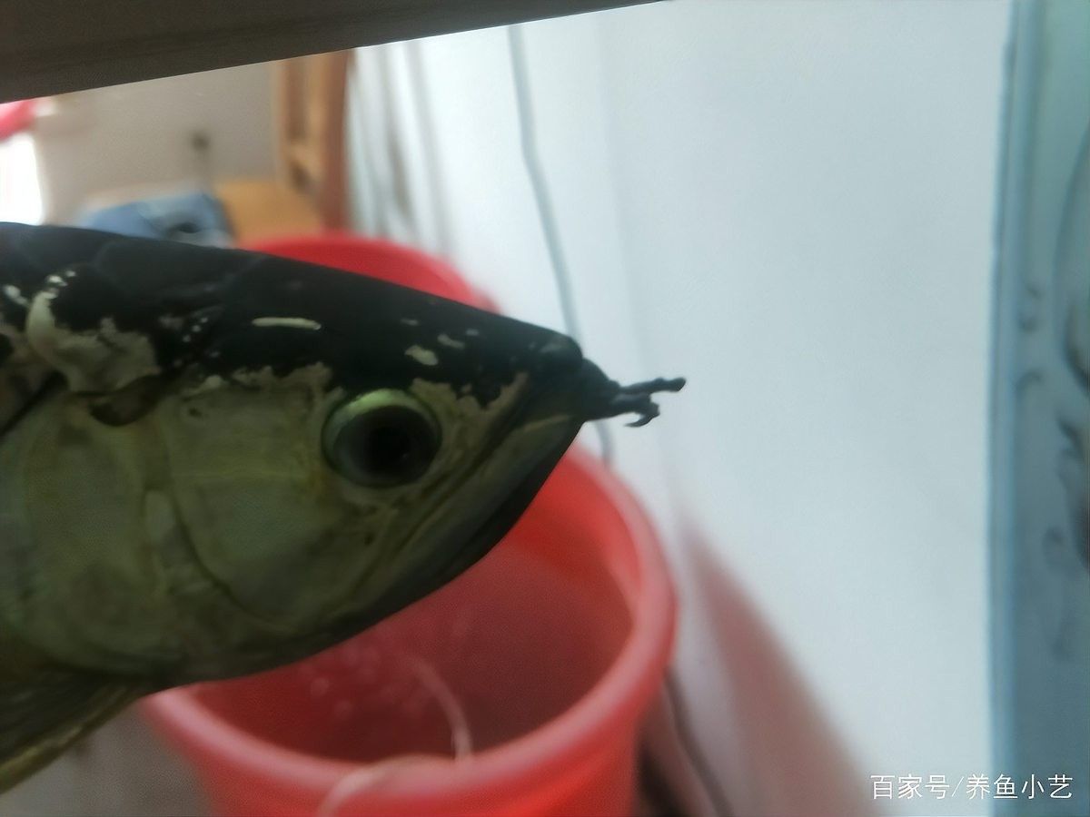 龍魚胡須有小疙瘩是什么原因