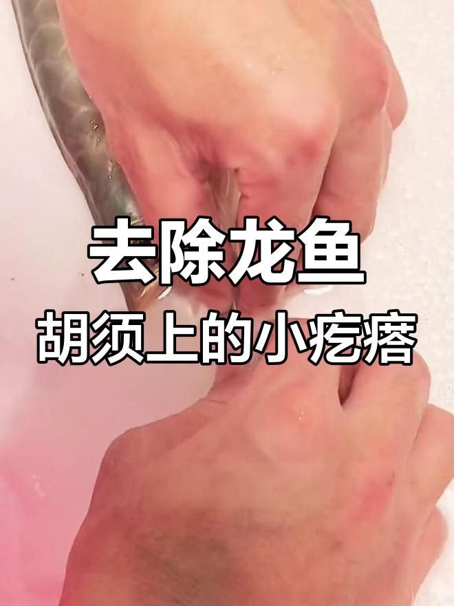 龍魚胡須有小疙瘩是什么原因