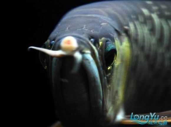 龍魚胡須有小疙瘩是什么原因