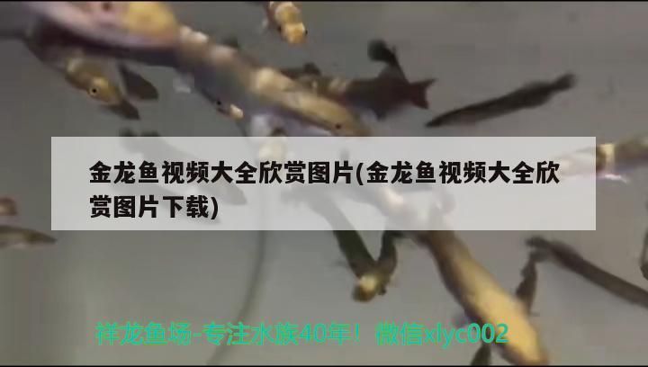 金龍魚視頻大全欣賞圖片(金龍魚視頻大全欣賞圖片下載)