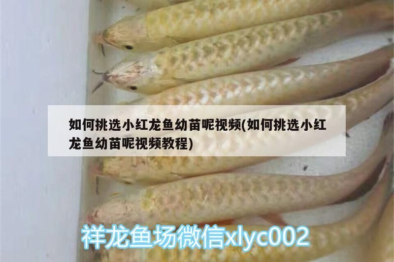 魚(yú)缸用增氧泵價(jià)格是多少:魚(yú)缸增氧機(jī)-xtrac增氧機(jī)-xtrac增氧機(jī) 如何挑選小紅龍魚(yú)幼苗呢視頻(如何挑選小紅龍魚(yú)幼苗呢視頻教程) 觀賞魚(yú)百科 如何挑選小紅龍魚(yú)幼苗呢視頻(如何挑選小紅龍魚(yú)幼苗呢視頻教程) 如何挑選小紅龍魚(yú)幼苗呢視頻(如何挑選小紅龍魚(yú)幼苗呢視頻教程) 觀賞魚(yú)百科