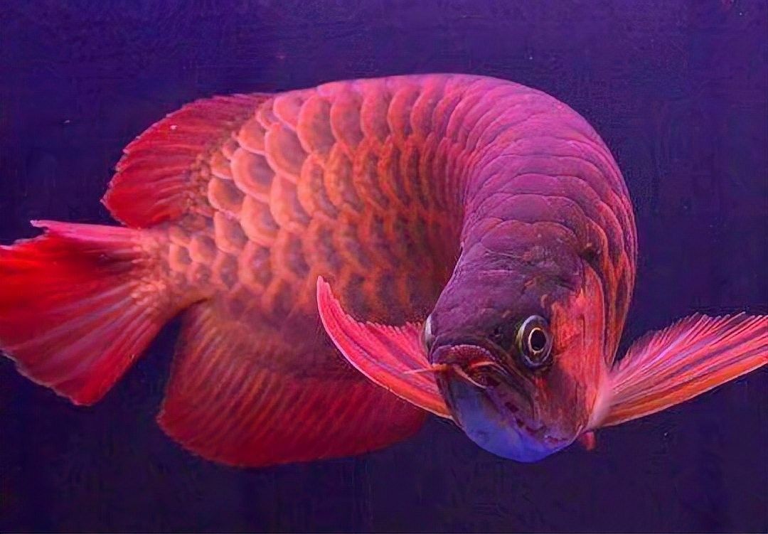 龍魚鱗起白凸起物是癌圖片 龍魚鱗起白凸起物是癌圖片 觀賞魚百科 第7張