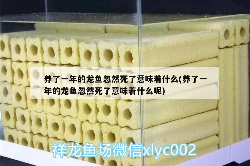 養(yǎng)了一年的龍魚忽然死了意味著什么(養(yǎng)了一年的龍魚忽然死了意味著什么呢)