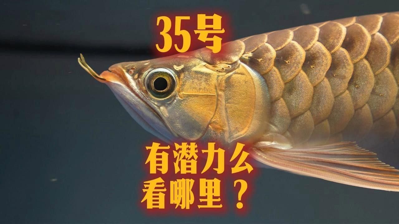 白河紅龍魚 白河紅龍魚 觀賞魚百科 第9張