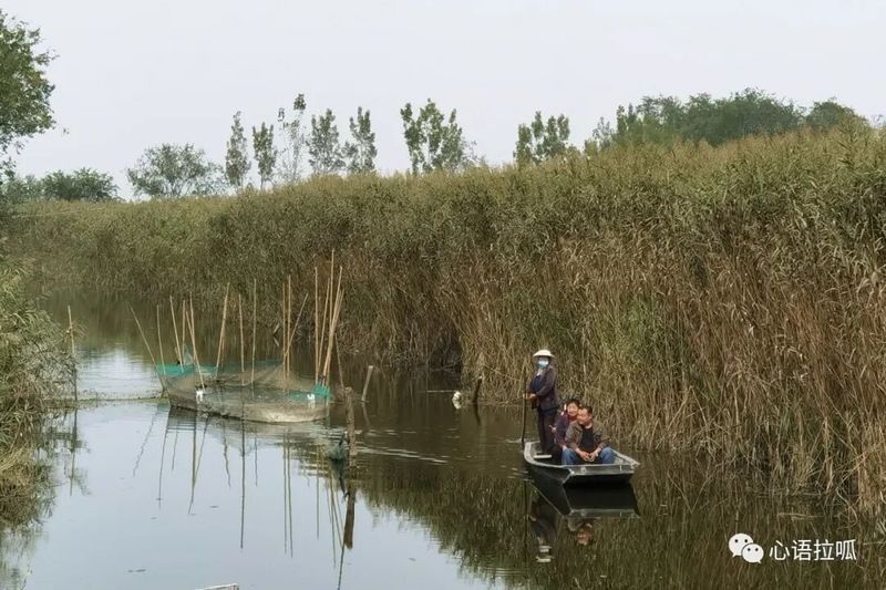 桓臺龍魚 桓臺龍魚 觀賞魚百科 第11張