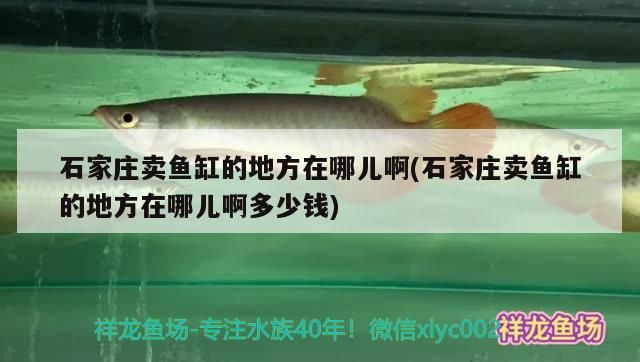 龍魚 石家莊賣魚缸的地方在哪兒啊(石家莊賣魚缸的地方在哪兒啊多少錢) 觀賞魚百科 石家莊賣魚缸的地方在哪兒啊(石家莊賣魚缸的地方在哪兒啊多少錢) 石家莊賣魚缸的地方在哪兒啊(石家莊賣魚缸的地方在哪兒啊多少錢) 觀賞魚百科