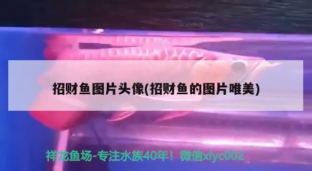 招財魚圖片頭像(招財魚的圖片唯美)