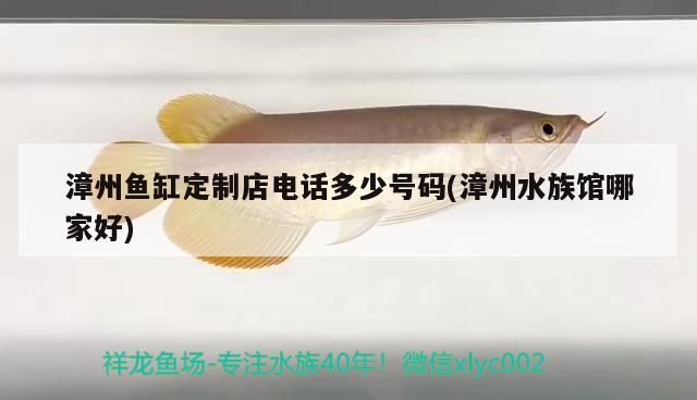 我的虎魚真菌感染了要怎么處理 漳州魚缸定制店電話多少號碼(漳州水族館哪家好) 觀賞魚百科 漳州魚缸定制店電話多少號碼(漳州水族館哪家好) 漳州魚缸定制店電話多少號碼(漳州水族館哪家好) 觀賞魚百科