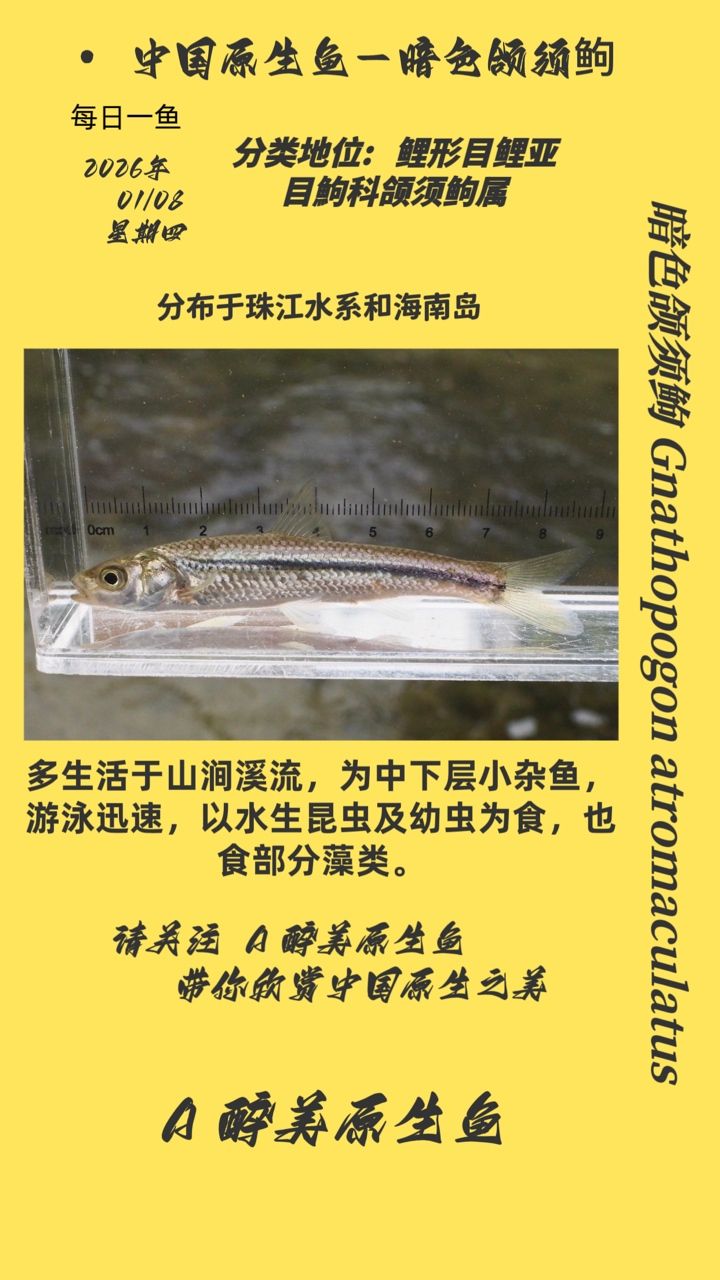 魚缸過濾器選購指南:自制魚缸過濾器魚缸上置過濾器對(duì)于養(yǎng)魚愛好者的必備知識(shí) 暗色頜須鮈 龍魚論壇 暗色頜須鮈 暗色頜須鮈 龍魚論壇