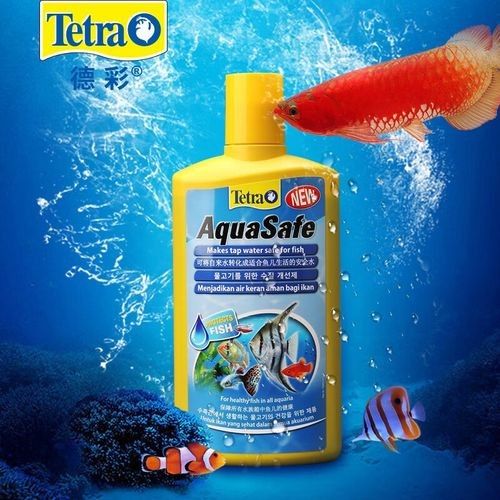 德國龍魚活力黑水 德國龍魚活力黑水 觀賞魚百科 第2張