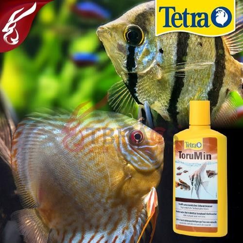 德國龍魚活力黑水 德國龍魚活力黑水 觀賞魚百科 第11張
