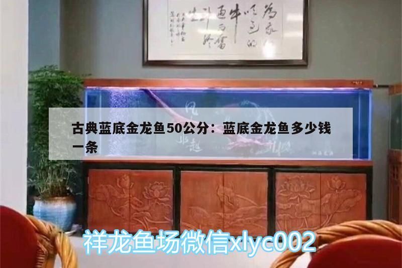 古典藍(lán)底金龍魚50公分:藍(lán)底金龍魚多少錢一條 古典藍(lán)底金龍魚50公分:藍(lán)底金龍魚多少錢一條 觀賞魚百科