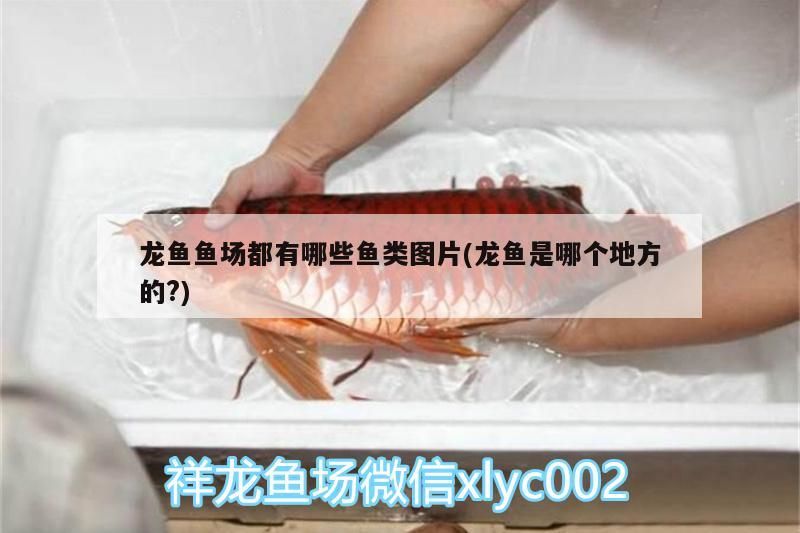 龍魚魚場都有哪些魚類圖片(龍魚是哪個地方的?)