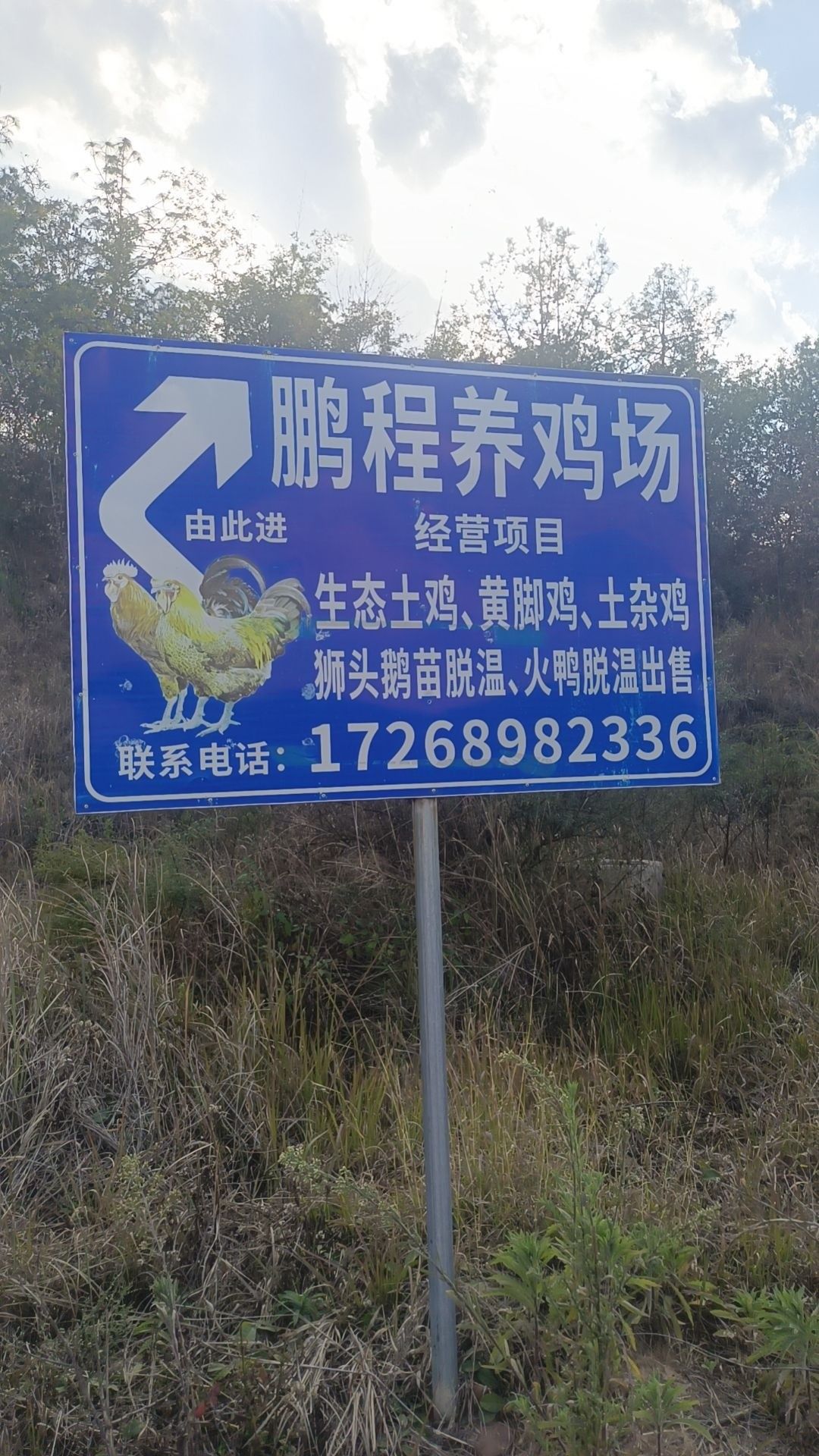 永仁龍魚 永仁龍魚 觀賞魚百科 第1張