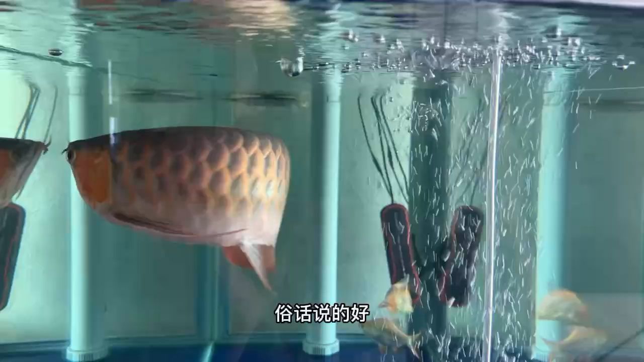 龍魚低頭游怎么辦 龍魚一直在水面抬頭游