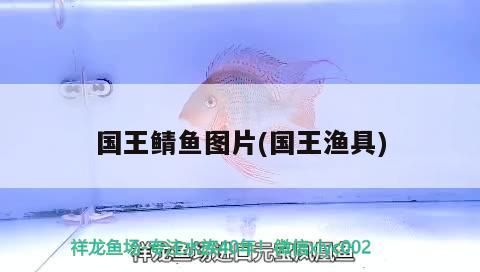 國王鯖魚圖片(國王漁具) 國王鯖魚圖片(國王漁具) 觀賞魚百科