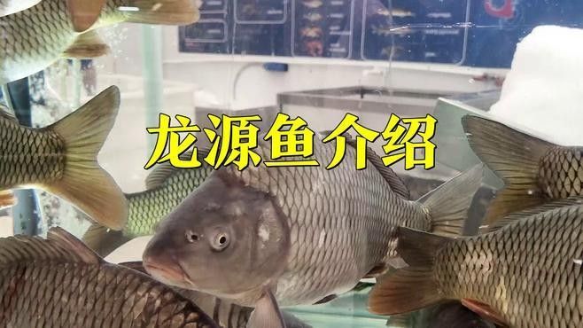 龍源魚的長相是什么 龍源魚的長相是什么 觀賞魚百科 第1張