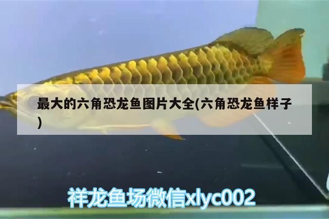 最大的六角恐龍魚圖片大全(六角恐龍魚樣子)
