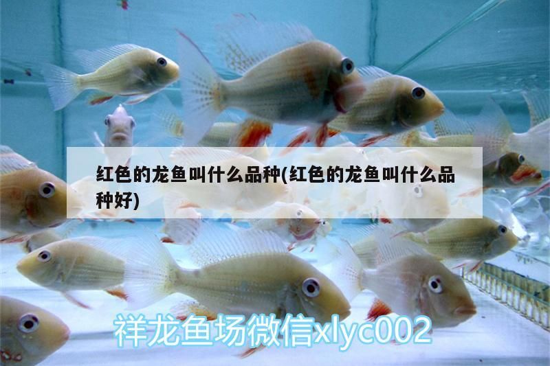 紅色的龍魚叫什么品種(紅色的龍魚叫什么品種好) 紅色的龍魚叫什么品種(紅色的龍魚叫什么品種好) 觀賞魚百科