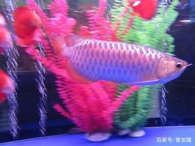 買的銀龍魚不吃食怎么辦 買的銀龍魚不吃食怎么辦 觀賞魚百科