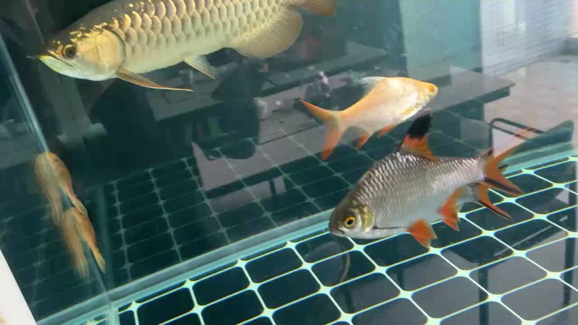 廣州龍魚對當地生態有何影響？，放生金龍魚對當地生態的影響是一個值得探討的話題