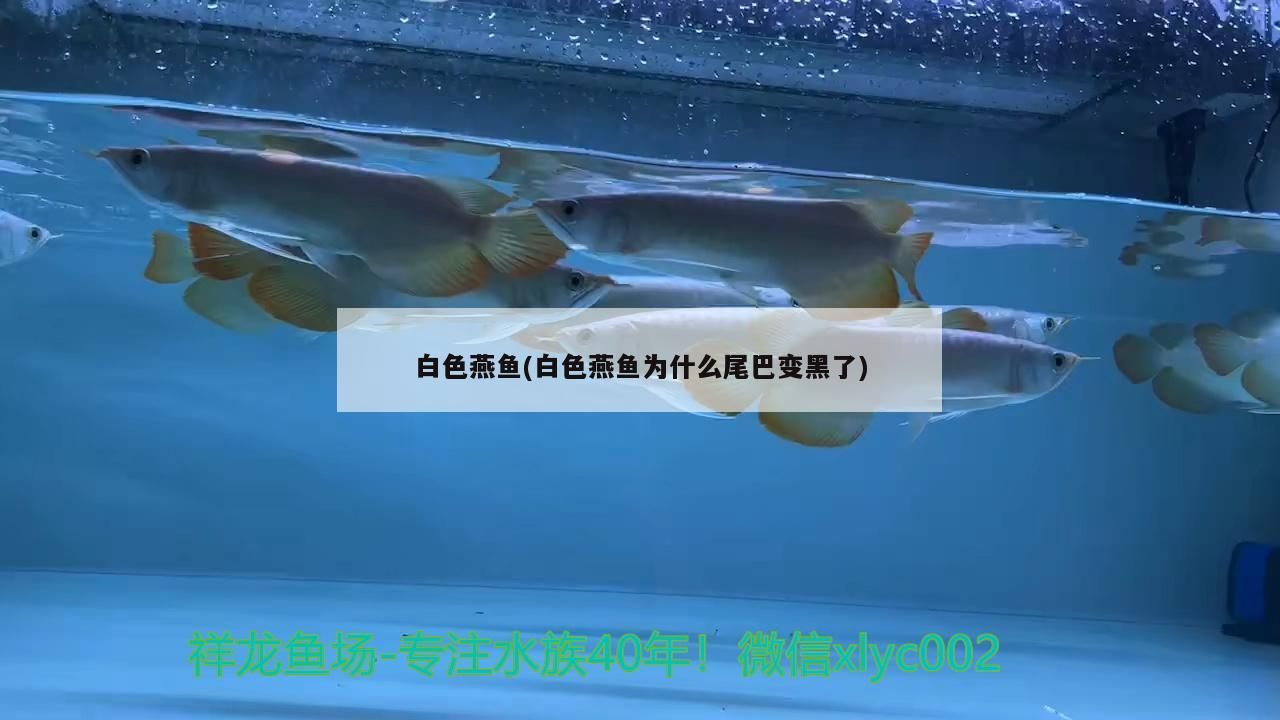 白色燕魚(白色燕魚為什么尾巴變黑了) 白色燕魚(白色燕魚為什么尾巴變黑了) 觀賞魚百科