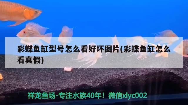 彩蝶魚缸型號怎么看好壞圖片(彩蝶魚缸怎么看真假)
