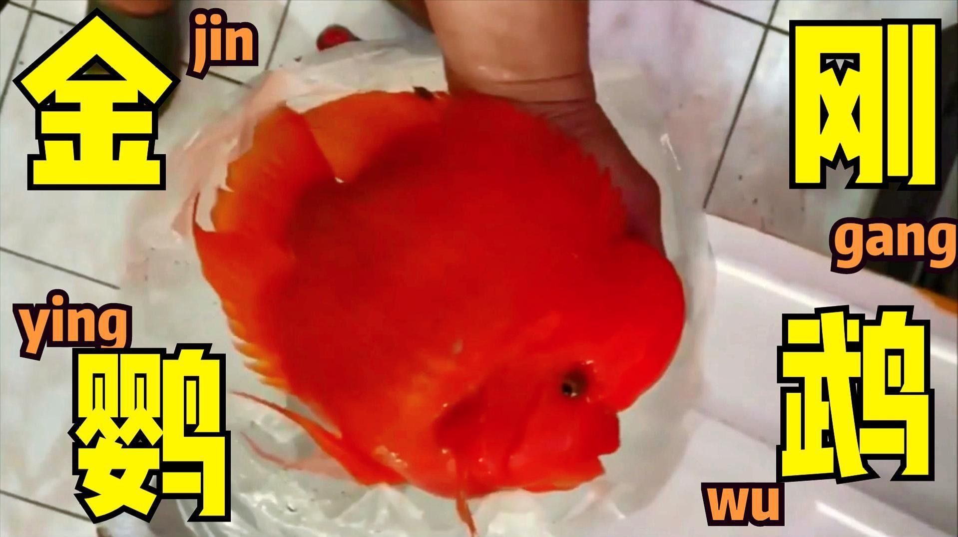 財神鸚鵡魚和金剛鸚鵡魚的區別 財神鸚鵡魚和金剛鸚鵡魚的區別 觀賞魚百科 第2張