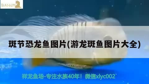 斑節(jié)恐龍魚圖片(游龍斑魚圖片大全) 斑節(jié)恐龍魚圖片(游龍斑魚圖片大全) 觀賞魚百科