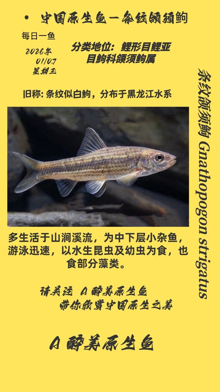 西安魚缸批發店:西安魚缸批發市場 條紋頜須鮈 龍魚論壇 條紋頜須鮈 條紋頜須鮈 龍魚論壇