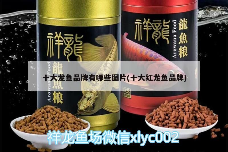 印尼虎魚多少溫度飼養最好:印尼虎魚多少溫度飼養最好印尼虎魚多少溫度飼養最好 十大龍魚品牌有哪些圖片(十大紅龍魚品牌) 觀賞魚百科 十大龍魚品牌有哪些圖片(十大紅龍魚品牌) 十大龍魚品牌有哪些圖片(十大紅龍魚品牌) 觀賞魚百科