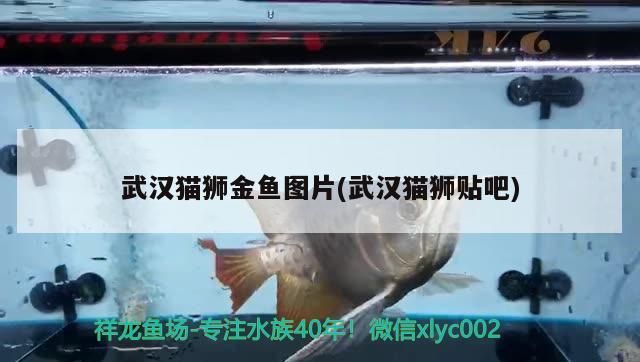 武漢貓獅金魚圖片(武漢貓獅貼吧) 武漢貓獅金魚圖片(武漢貓獅貼吧) 觀賞魚百科