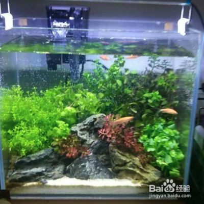 海口魚缸造景在哪里好呢視頻大全（海口魚缸制作電話） 海口魚缸造景在哪里好呢視頻大全（海口魚缸制作電話） 觀賞魚百科