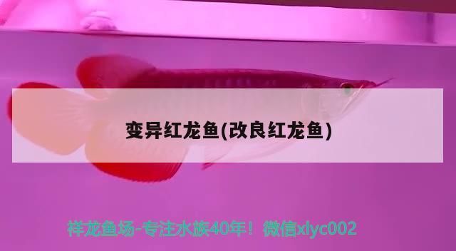 印尼虎魚多少溫度飼養最好:印尼虎魚多少溫度飼養最好印尼虎魚多少溫度飼養最好 變異紅龍魚(改良紅龍魚) 觀賞魚百科 變異紅龍魚(改良紅龍魚) 變異紅龍魚(改良紅龍魚) 觀賞魚百科