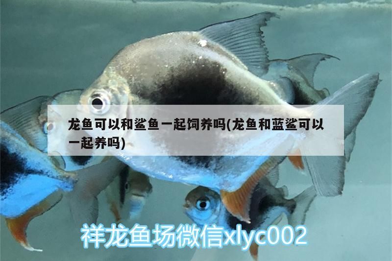 龍魚可以和鯊魚一起飼養嗎(龍魚和藍鯊可以一起養嗎) 龍魚可以和鯊魚一起飼養嗎(龍魚和藍鯊可以一起養嗎) 觀賞魚百科